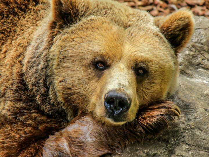 A Aventura de Bear Grylls